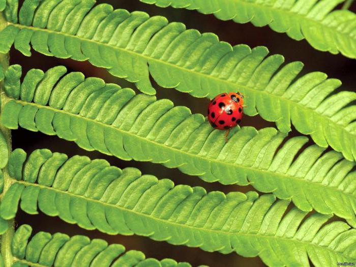 Ce rol joacă insectele în natură