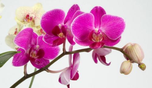 Anong temperatura ang gusto ng mga orchid? Sa anong temperatura dapat itago ang isang orchid?