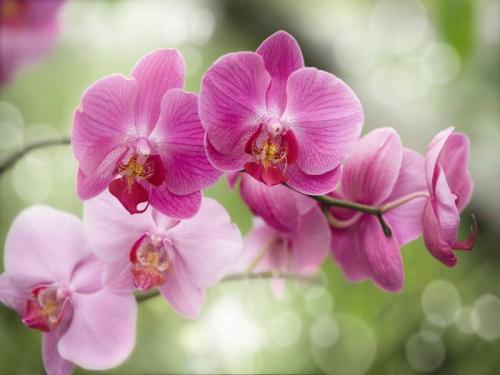Jakou teplotu mají rádi orchideje? Při jaké teplotě by měla být orchidej udržována?
