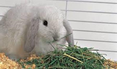 what grass is forbidden for rabbits