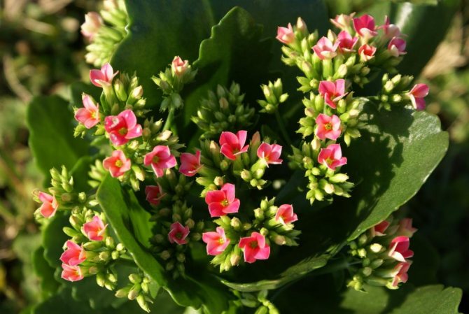 Kalanchoe blooms for several months