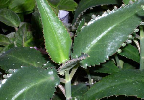 Kalanchoe Degremona is famous for its analgesic effect, it is effective for ulcer pain, tuberculosis, wounds and ulcers