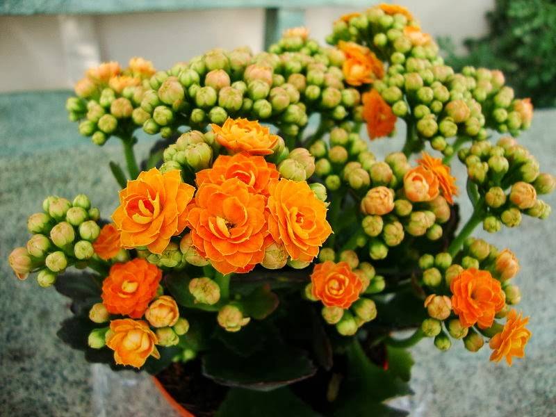 Kalanchoe can bloom for several months