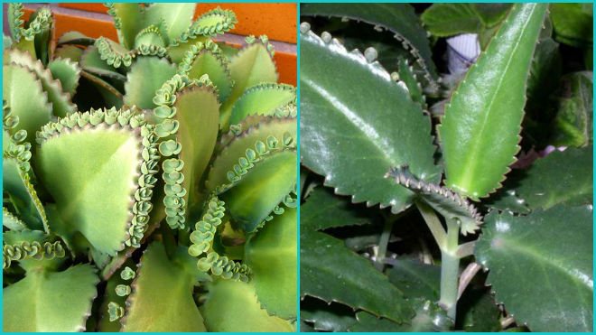 Kalanchoe from a cold