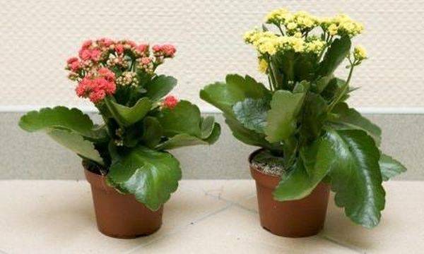 Kalanchoe faded what to do next