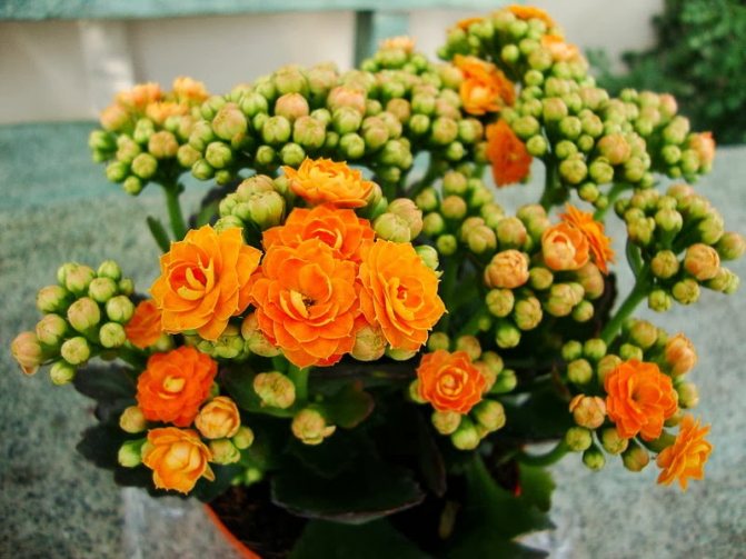 Kalanchoe care after purchase
