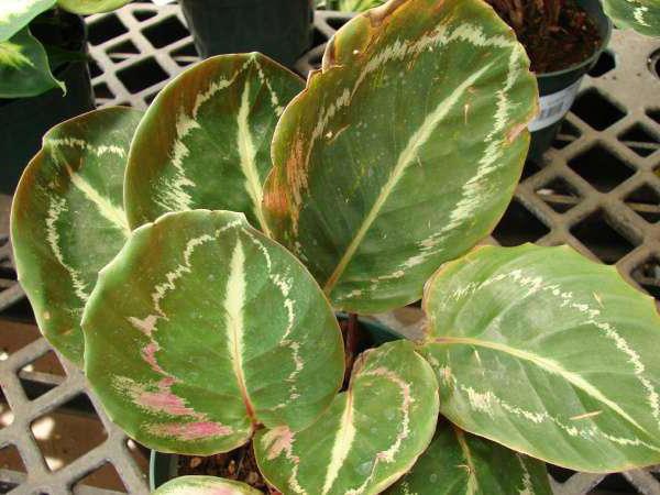 calathea locket dry leaves