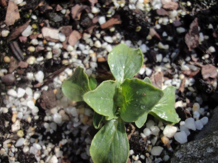 Calceolaria Innenblume