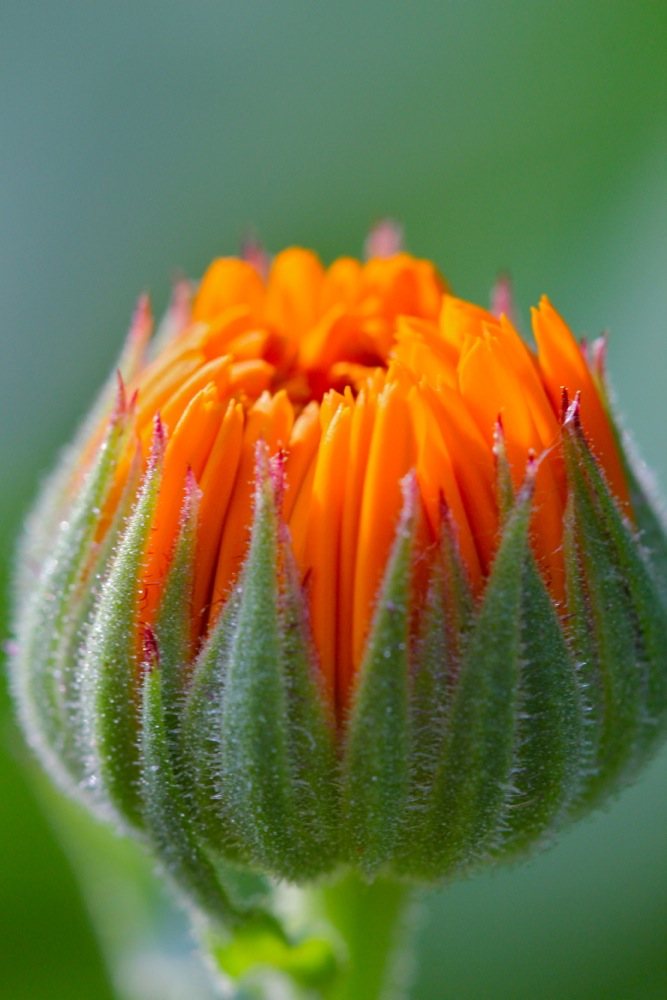 calendula photo of flowers in a flower bed
