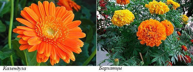 Calendula dan marigolds