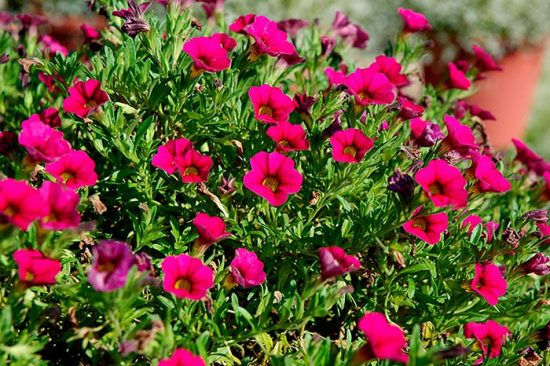 Calibrachoa is a lush waterfall of bright colors on the site. How to plant, grow and propagate a plant