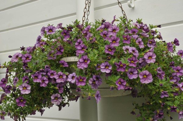 Calibrachoa - growing and care, step by step instructions