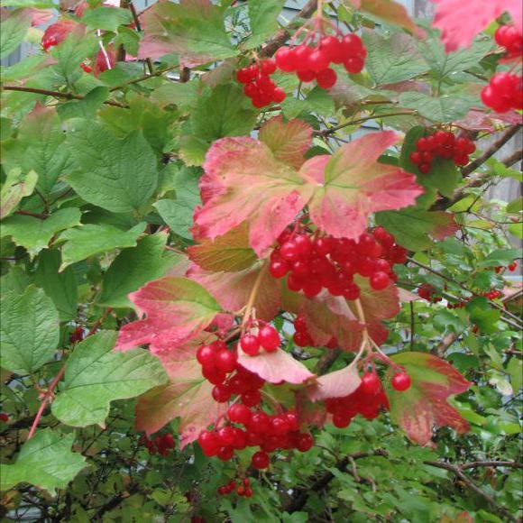 copac sau arbust roșu viburnum
