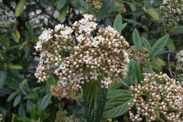 Viburnum vrásčitá, fotografie květu webu.