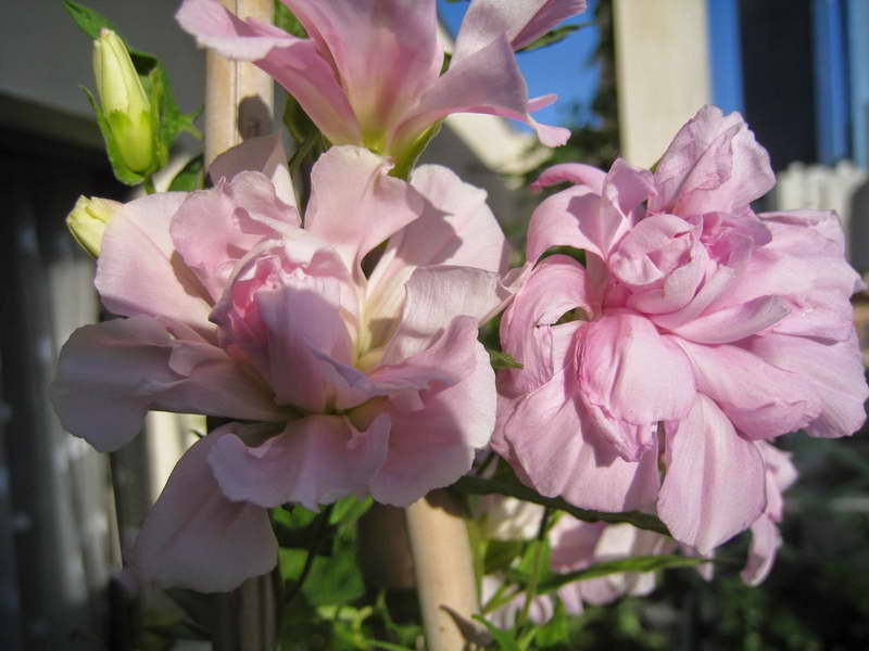 Kalistegia or Siberian rose when blooming photo of flowering