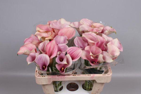 Calla lilies pink
