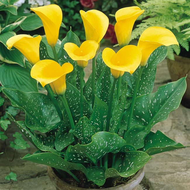 calla lilies in pots