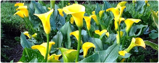 calla lilies in the garden