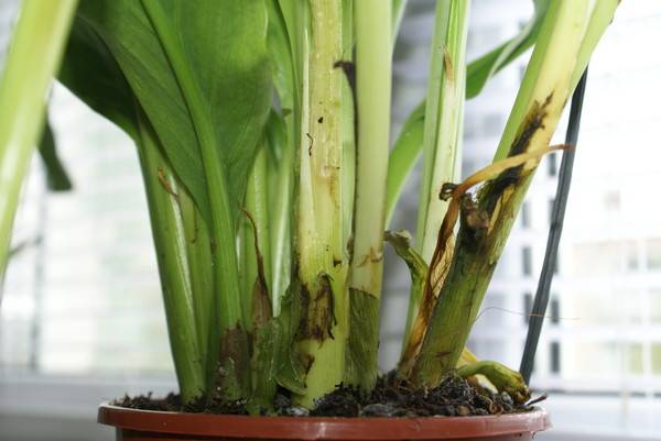Calla lilies turn yellow and leaves rot