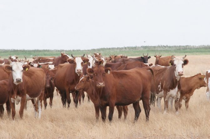 سلالة لحم البقر كالميك من الأبقار