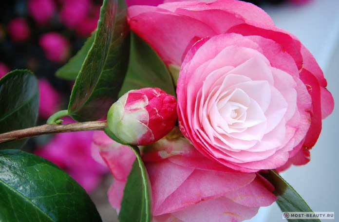 Fotografie Camellia