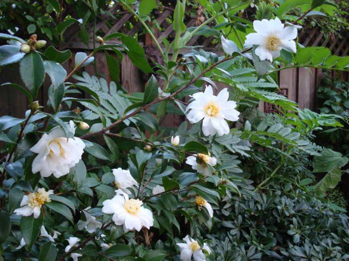 Camellia trädgård foto