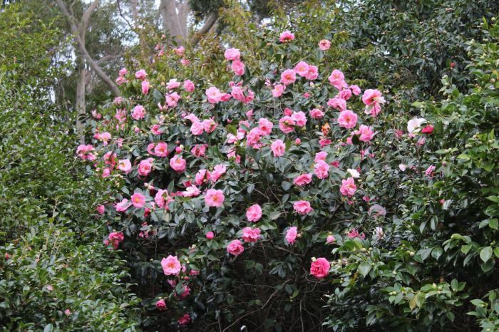 camellia japansk trädgård