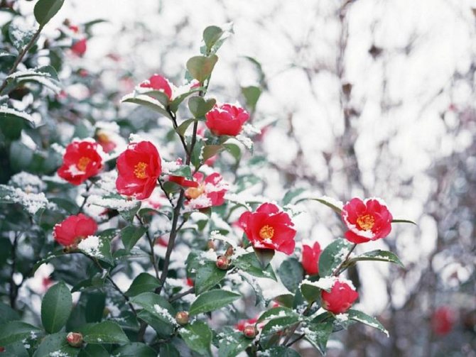 Camellia pada musim sejuk