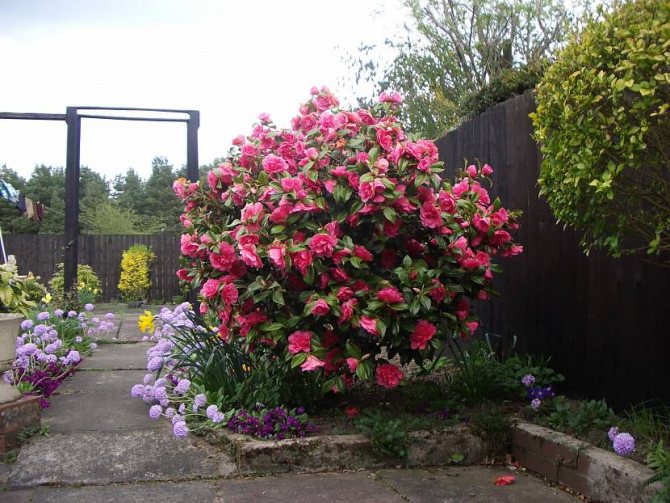Camellia förväxlas ibland med nypon eller ros.