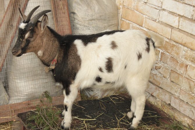 Cameroon goat