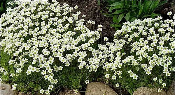 saxifrage lensa growing from seeds