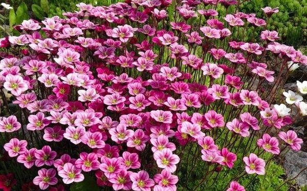 Arends saxifrage