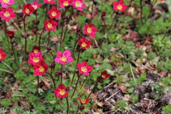 Saxifrage rum Arends