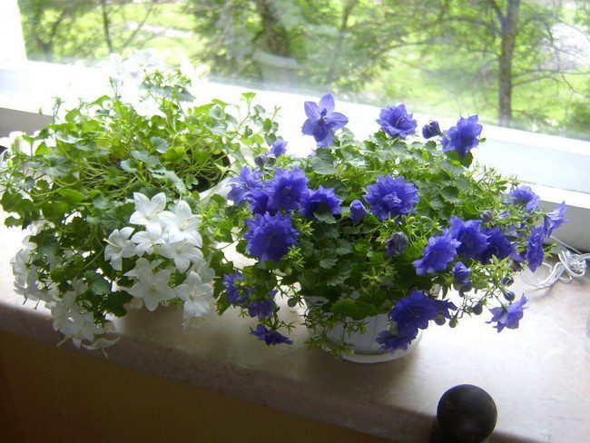 Campanula home care after purchase