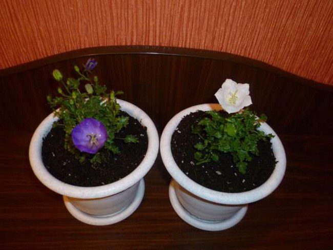 Campanula home care after purchase