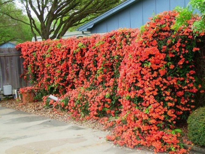 Campsis is a tree-like vine that grows up to 15 m
