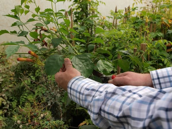 Campsis: plantering och vård i det öppna fältet