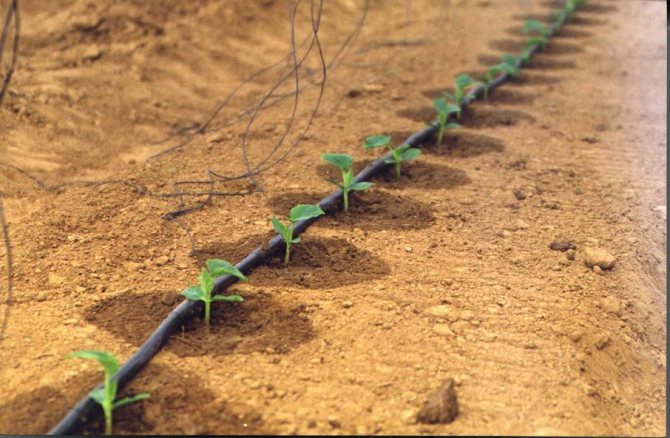 Drip irrigation system para sa mga pipino