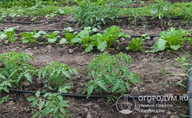 Drip irrigation systems allow you to provide comfortable conditions only for the necessary plants planted in the beds