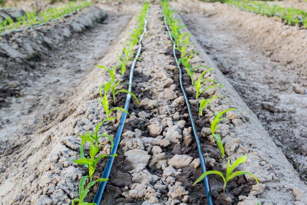 Drip irrigation of corn