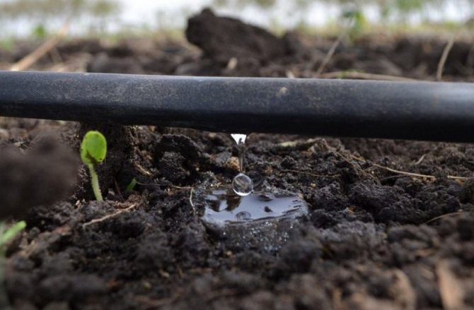 Drip irrigation of seeds