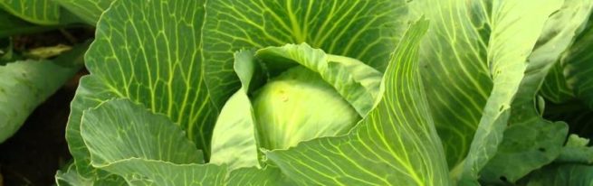 Cabbage Aggressor: features of growing a Dutch variety
