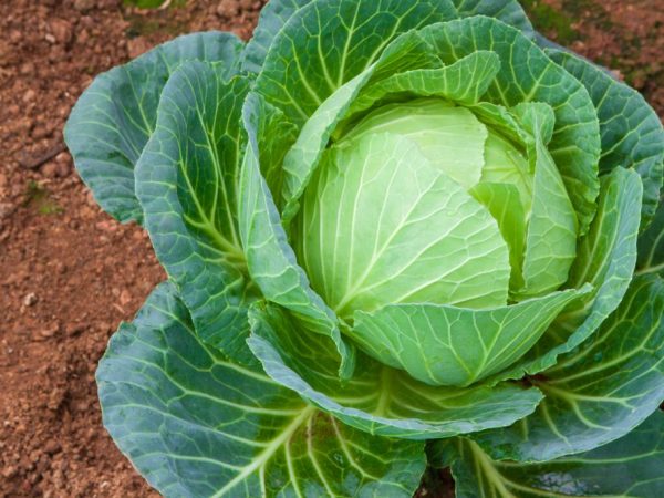 Cabbage Belarusian white cabbage description and characteristics of the variety advantages and disadvantages