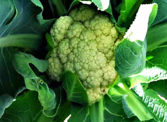 pesta kubis brokoli