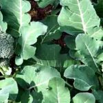 foto kubis brokoli tumbuh dan dijaga di ladang terbuka