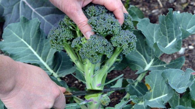 Broccoli Green Magic F1: descriere, caracteristici de cultivare, recenzii