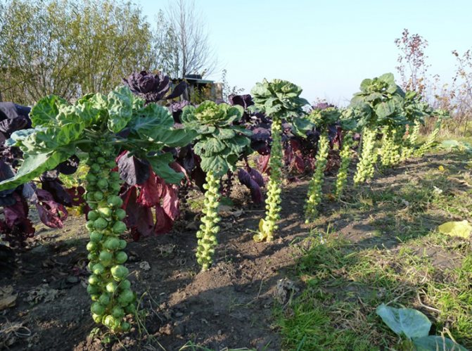 Brussels sprouts growing and care in the open field with photo and video