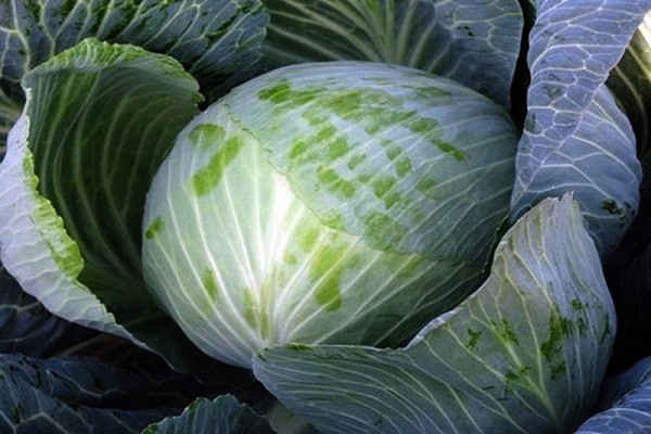 storage cabbage