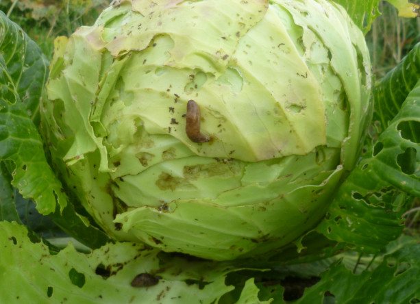 cabbage and slug