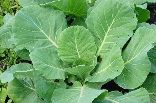 Cabbage is not tied in a head of cabbage, what to do folk remedies Photo Video